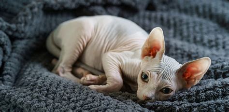 nude cat|Hairless Cat Breeds, Cute Hairless Cats, Naked Cats